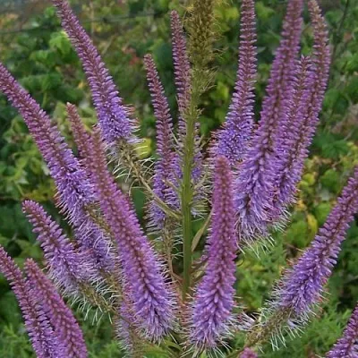 Вероникаструм ФАСЦИНЕЙШН  Вероникаструм ФАСЦИНЕЙШН в Мичуринске