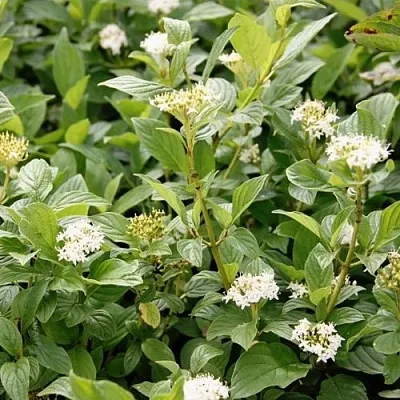 Дерен ФЛАВИРАМЕА отпрысковый  в Мичуринске