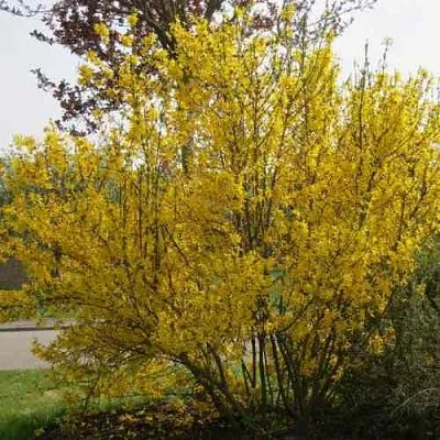 Форзиция КАМСОН промежуточная  Форзиция КАМСОН промежуточная в Мичуринске