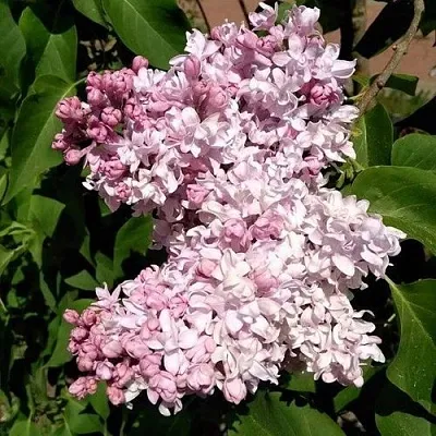 Сирень МИЛОСЕРДИЕ в Мичуринске