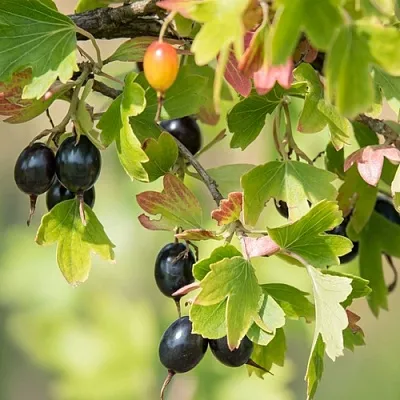 Смородина золотистая БЛЭЙКСТ  Смородина золотистая БЛЭЙКСТ в Мичуринске