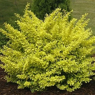 Барбарис АУРЕА тунберга  Барбарис АУРЕА тунберга в Мичуринске