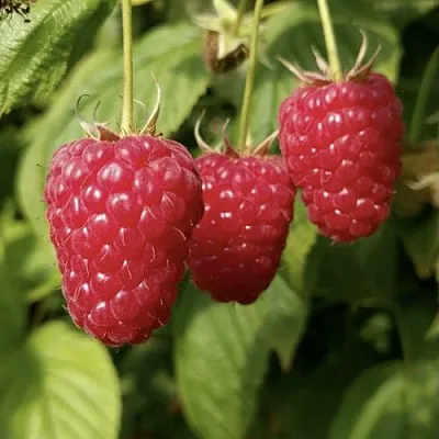 Малина МАПЕМА  в Мичуринске