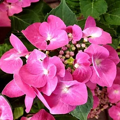 Гортензия ТАУБЕ крупнолистная в Мичуринске