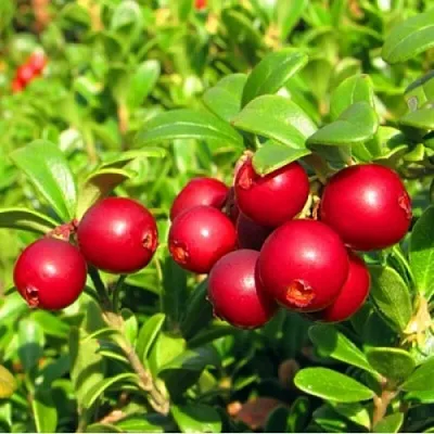 Брусника садовая РЕД ПЕРЛ в Мичуринске