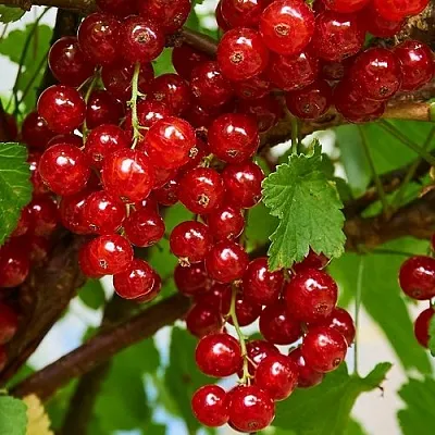 Смородина красная НАТАЛИ в Мичуринске