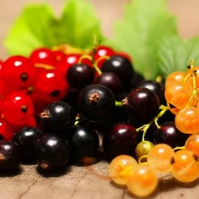 Комплект саженцев  Комплект саженцев в Мичуринске