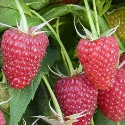 Малина ЕВРАЗИЯ  Малина ЕВРАЗИЯ в Мичуринске