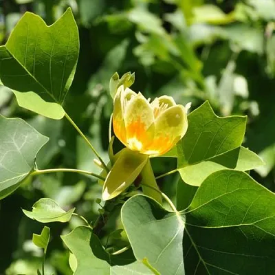 ЛИРИОДЕНДРОН тюльпанный в Мичуринске