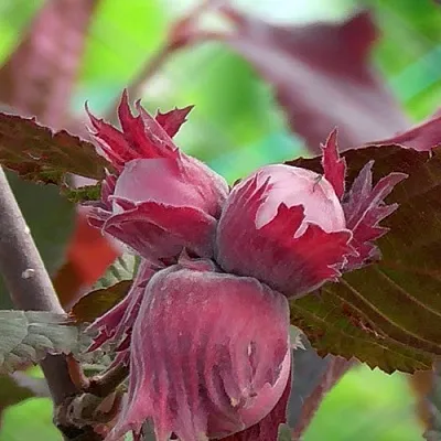 Фундук КАРДИНАЛ  Фундук КАРДИНАЛ в Мичуринске