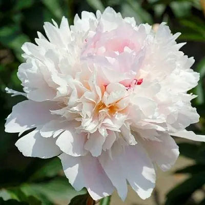 Пион АЛЕРТИ травянистый  Пион АЛЕРТИ травянистый в Мичуринске