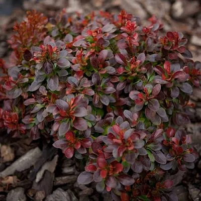 саженцы барбариса саженцы барбариса