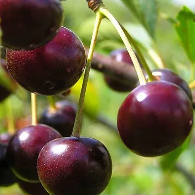 Вишня ЛИВЕНСКАЯ  Вишня ЛИВЕНСКАЯ в Мичуринске