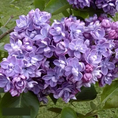 Сирень АМИ ШОТТ в Мичуринске