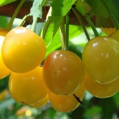 Черешня ЯНТАРНАЯ  Черешня ЯНТАРНАЯ в Мичуринске