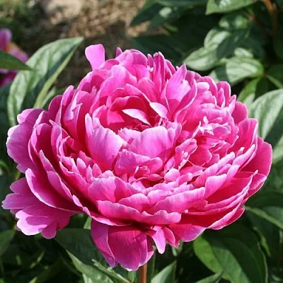 Пион СЕБАСТЬЯН МААС травянистый  Пион СЕБАСТЬЯН МААС травянистый в Мичуринске