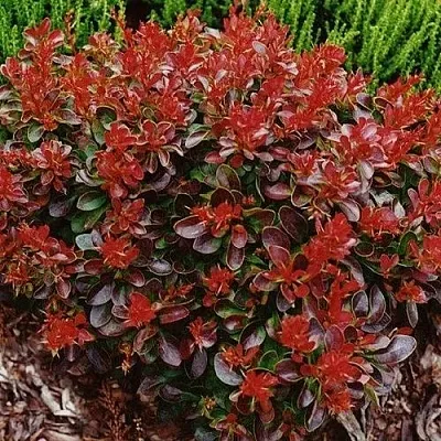 Барбарис КАРМЕН тунберга  Барбарис КАРМЕН тунберга в Мичуринске