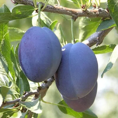 Слива СТЭНЛИ в Мичуринске