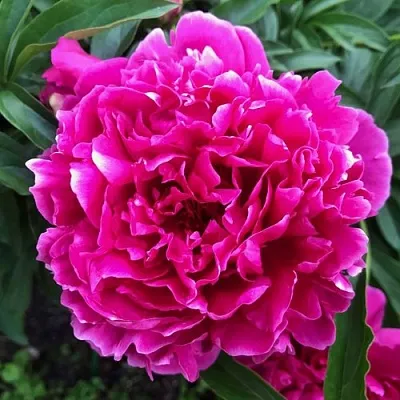 Пион КАРЛ РОЗЕНФЕЛЬД травянистый  Пион КАРЛ РОЗЕНФЕЛЬД травянистый в Мичуринске