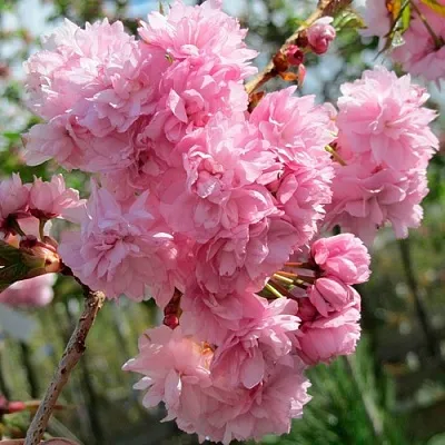 Сакура КИКУ ШИДАРЕ  Сакура КИКУ ШИДАРЕ в Мичуринске