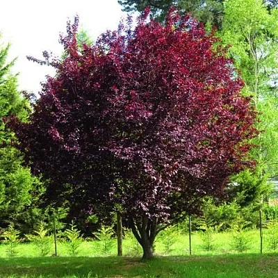 Слива НИГРА растопыреная  в Мичуринске