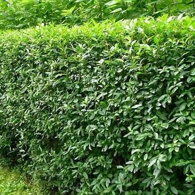 Бирючина обыкновенная в Мичуринске