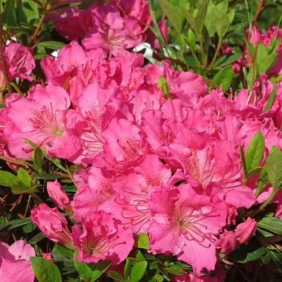 Азалия КИРСТИН японская в Мичуринске