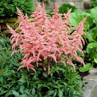 Астильба БРЕССИНГЕМ БЬЮТИ Арендса  Астильба БРЕССИНГЕМ БЬЮТИ Арендса в Мичуринске