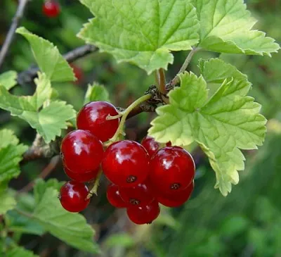 Смородина альпийская ШМИДТ в Мичуринске