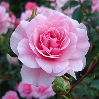 Саженцы роз БОНИКА флорибунда  Саженцы роз БОНИКА флорибунда в Мичуринске