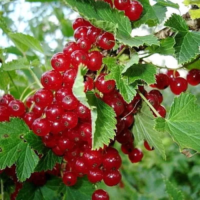 Смородина красная ГОЛЛАНДСКАЯ КРАСНАЯ в Мичуринске