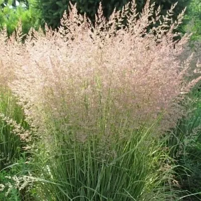 Вейник ОВЕРДАМ остроцветковый  Вейник ОВЕРДАМ остроцветковый в Мичуринске