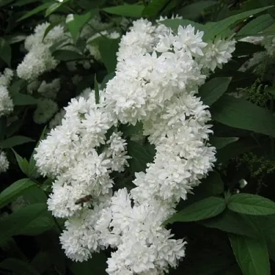 Дейция КАНДИДИССИМА шершавая в Мичуринске