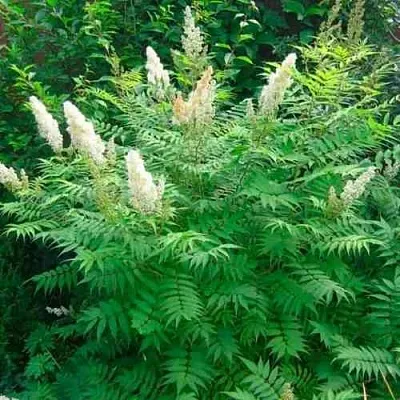 Рябинник рябинолистный СЭМ в Мичуринске