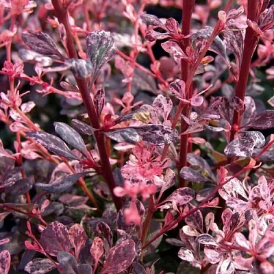 Барбарис АРЛЕКИН тунберга  Барбарис АРЛЕКИН тунберга в Мичуринске