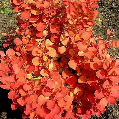 Барбарис ОРАНЖ ФАЙЕР тунберга  Барбарис ОРАНЖ ФАЙЕР тунберга в Мичуринске