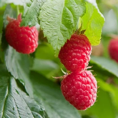 Малина МАРАВИЛЛА  Малина МАРАВИЛЛА в Мичуринске