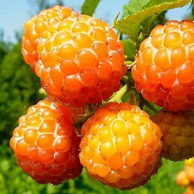 Жёлтая в Мичуринске