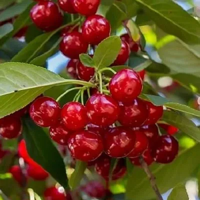 Вишня ГИРЛЯНДА  Вишня ГИРЛЯНДА в Мичуринске