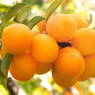 Слива МАРА в Мичуринске