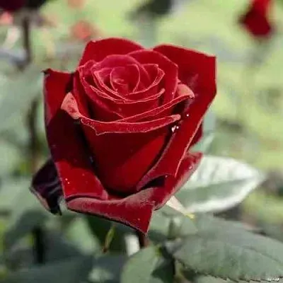 Саженцы роз ТАБУ чайно-гибридная в Мичуринске