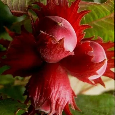 Фундук БАГРЯНЕЦ  Фундук БАГРЯНЕЦ в Мичуринске