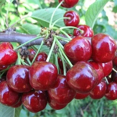 Вишня ДЕСЕРТНАЯ МОРОЗОВОЙ  Вишня ДЕСЕРТНАЯ МОРОЗОВОЙ в Мичуринске