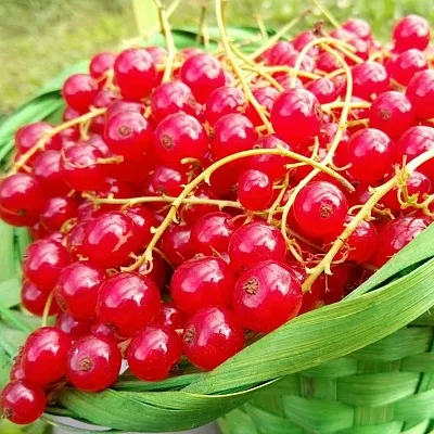 Красная в Мичуринске