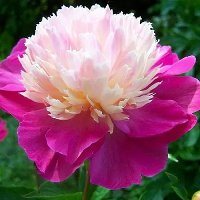 Пион ГЕЙ ПАРИ травянистый  Пион ГЕЙ ПАРИ травянистый в Мичуринске