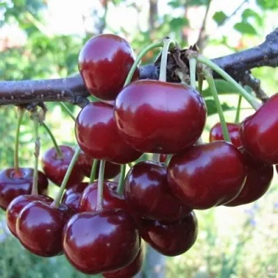 Вишня НОРД СТАР  Вишня НОРД СТАР в Мичуринске