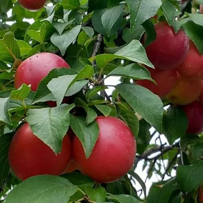 Плумкот БИРИКОККОЛО ГИГАНТЕ ДИ БУДРИО в Мичуринске