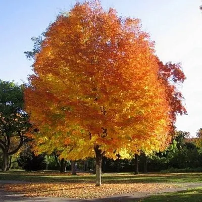 Клен серебристый в Мичуринске