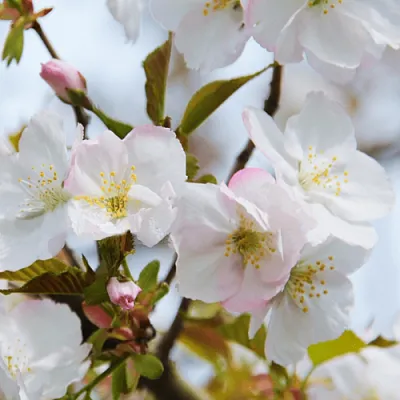 Вишня ОКАМЕ  Вишня ОКАМЕ в Мичуринске