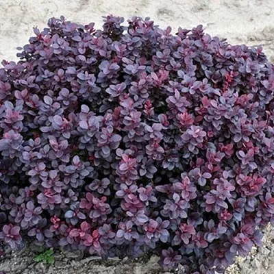 Барбарис КОНКОРД тунберга  Барбарис КОНКОРД тунберга в Мичуринске